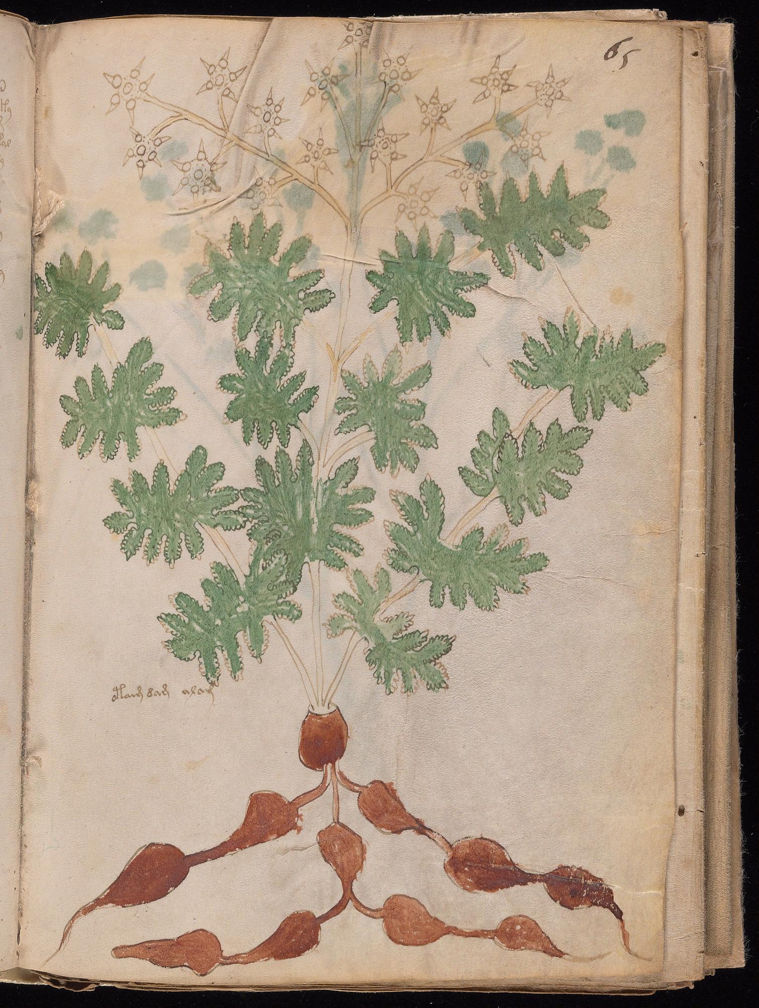 Voynich Manuscript folio f65r — Beinecke MS 408